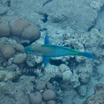 Sharm el Sheik pesce tropicale