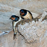 Rachschwalbenpaar auf dem Nest