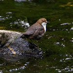 Die Wasseramsel ist ein besonderer Vogel, der einzige Singvogel, der auch Schwimmen und Tauchen kann.