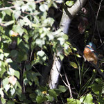 Eisvogel in einem Naturschutzgebiet im Kreis Euskirchen