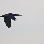  Kormoran Flugbild