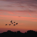 Graugänse Flugbild im Morgenrot