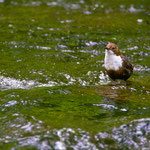 Wasseramsel in den Fluten der Urft/Gemünd-Kreis Euskirchen