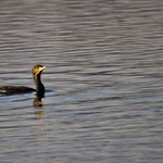 Schwimmender Kormoran