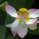 Lotusblüte im Arboretum, Canon EOS 500D, Tair 3S, 1:4,5/300mm