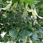Linde. Hier die Früchte. Lindenblütentee ist bester Grippetee. Frische Frühlingsblätter unbedingt sammeln und in die Nahrung u.a. einbinden (Tee, Tinktur, Blätter zerreiben und wie Mehl verwenden)