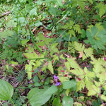 Storchenschnabel. Bei Venenproblemen, Stauungen, Fruchtbarkeitsthemen. Mars-Signatur (rote Ränder)