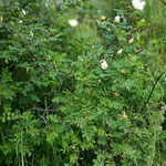 Wilde Rose