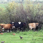 Die Viehcher suchen Schutz unter Sträuchern und Dächern