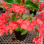 ベゴニア・ドラゴンウイングの花は、鮮やかな赤です。
