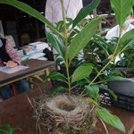 富士のニオイザクラの鉢に、こんな見事な鳥の巣がw(ﾟoﾟ*)w