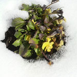 雪の中でもたくましく咲く、ど根性ビオラです(^-^)