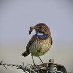 Blaukehlchen, Bild: Klaus Sanzenbacher, LBV Kitzingen