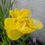Iris pseudacorus Flore pleno