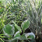 Hosta u pratnji Miscanthusa Morning light i japanskih šumarica.