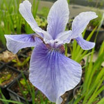 Iris sibirica Cambridge