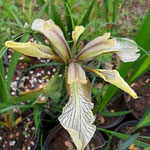 Iris foetidissima var. citrina