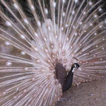 pavo real cameo