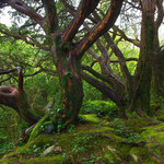 Eibenwald in Irland im Killarney National Park 