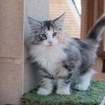 Toscana, tortie female 