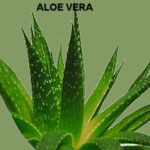 Aloe