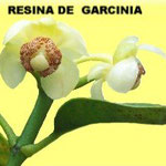 Garcinia