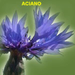 Aciano