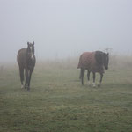 Pferde im Nebel.