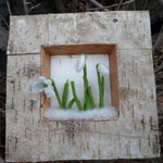Schneeglöckchen im Diorama