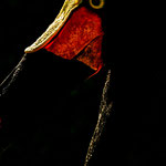 Sattelstorch
