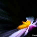 Anemone