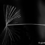 Samen