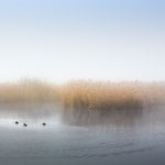 Reinheimer Teich im Nebel