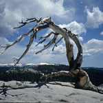 Baum in Yosemite NP