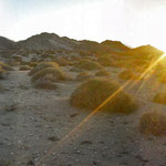 Reserva de la Biósfera El Pinacate, Desierto de Sonora. Vegetación de Choya Güera.