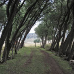 Hacienda Tenexac, Tlaxcala.