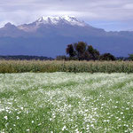 Vista al Popo, Pue