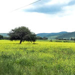 Campo de Flores, Gto