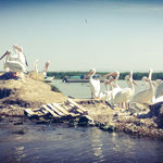 Pellicanos blancos, Lago de Chapala