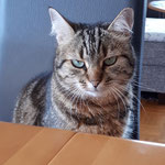 Sonja wohnt jetzt im schönen Neuhöfertal zusammen mit Romeo. Sie war eine Abgabekatze und kam aus keinem schönen Zuhause. 