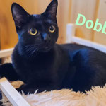 Wanda und Dobby leben künftig in Hochspeyer. 