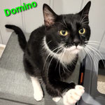 Domino wohnt künftig in der schönen Vorderpfalz