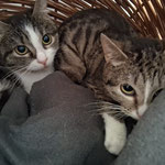Pauline und Peterchen haben ihr Zuhause in Kaiserslautern bezogen.