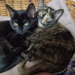 Chanell und Butschi werden nach ihrer Kastration die Gärten von Obrigheim erkunden. 