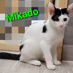 Mikado ist nach Flörsheim gezogen.