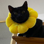 Mr. Midnight hat sein Zuhause in Hochspeyer gefunden. 