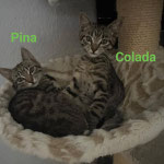 Pina und Colada sind zuhause.