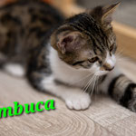Sambuca ist umgezogen.