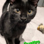 Quattro und Cinque wohnen künftig in Wiesbaden als geliebte Hauskatzen. 