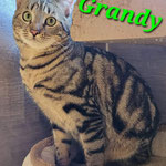 Grandy wird künftig in Rodgau Zuhause sein.